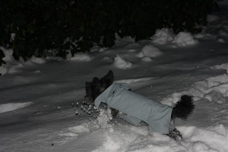 Bichon havanais Pretty Bears' Femme Soffi - By: T.E.Ø billede 18