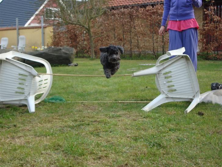 Bichon havanais Pretty Bears' Femme Soffi - By: M.L.E billede 19