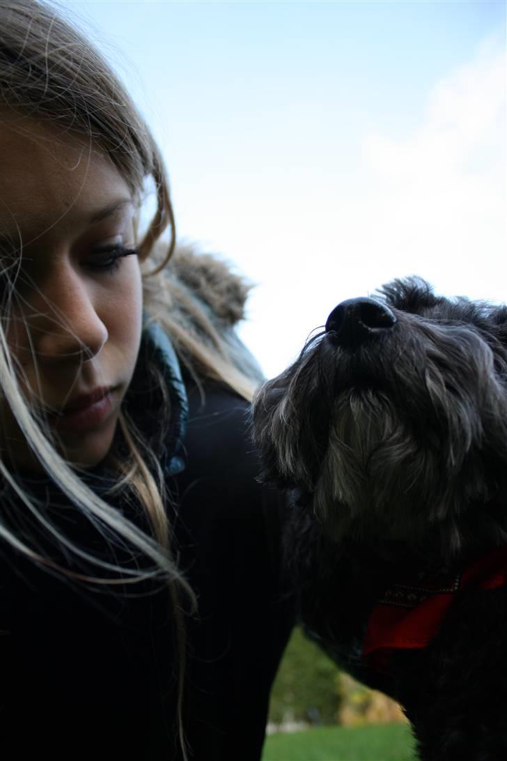 Bichon havanais Pretty Bears' Femme Soffi - This is (¤ Team Skipper Spring ¤) By: T.E.Ø billede 20