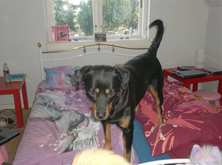 Rottweiler Tøsen aflivet 19-4-2010 - hej med jer, jeg hedder tøsen billede 8