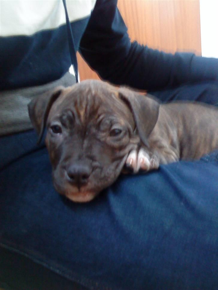 Amerikansk staffordshire terrier coco - coco 8 uger billede 4