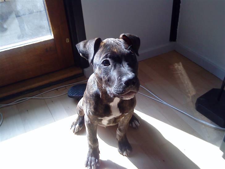 Amerikansk staffordshire terrier coco - coco holder vagt... der er han 14 uger billede 5