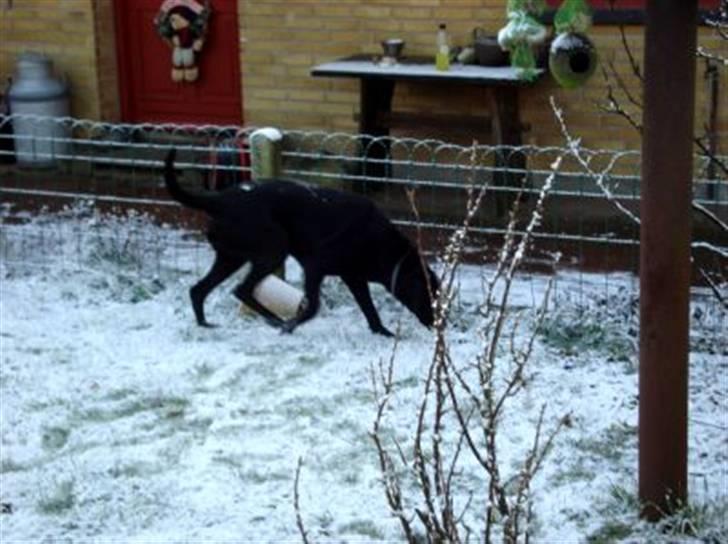 Blanding af racer Tøsen - hehe sne hunden :b billede 20