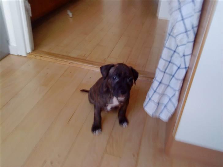 Amerikansk staffordshire terrier coco - nårh lille coco.. der han 8 uger  billede 6