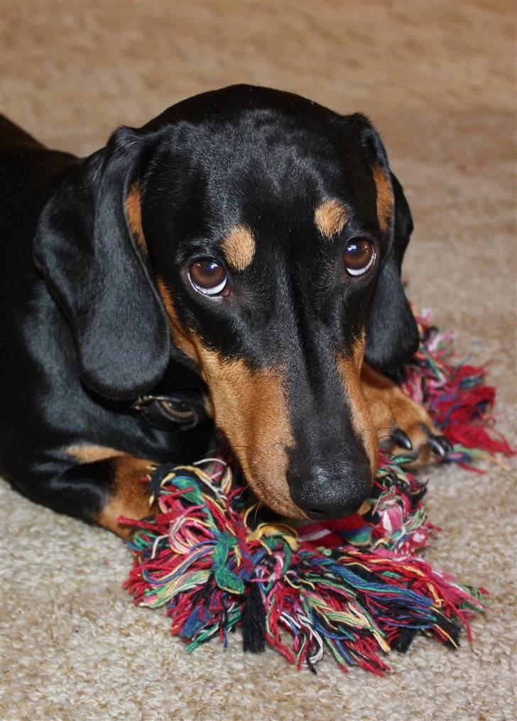 Gravhund Demitri - ny sutteklud billede 16