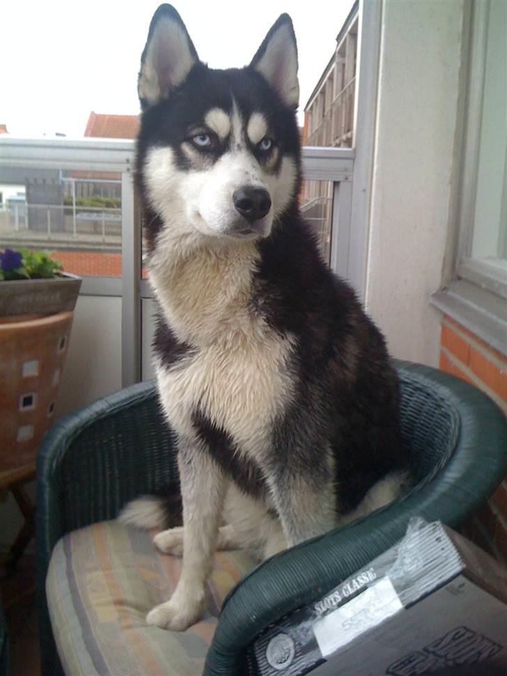 Siberian husky Enzo - Hej med jer, mit navn er Enzo. billede 1