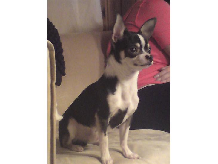 {{currentPhoto.altText}} billede {{currentPhoto.number}}