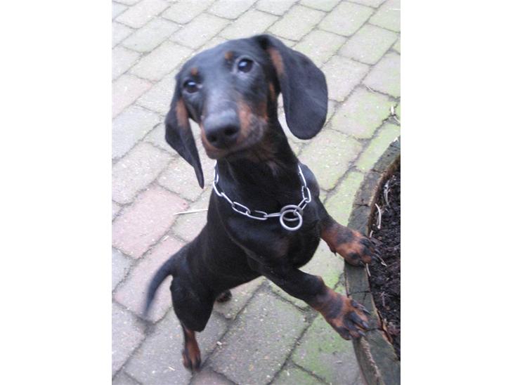 {{currentPhoto.altText}} billede {{currentPhoto.number}}