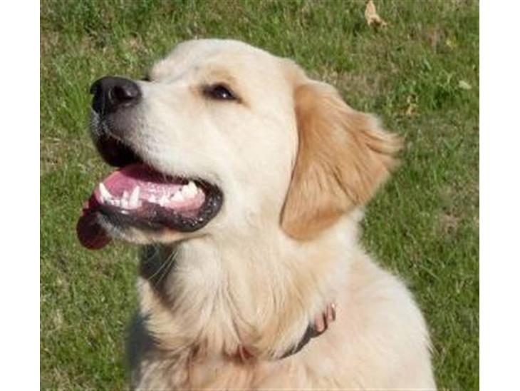 Golden retriever Joey - Hvor lækker er jeg lige?? :) billede 1