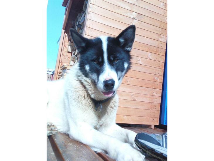 {{currentPhoto.altText}} billede {{currentPhoto.number}}