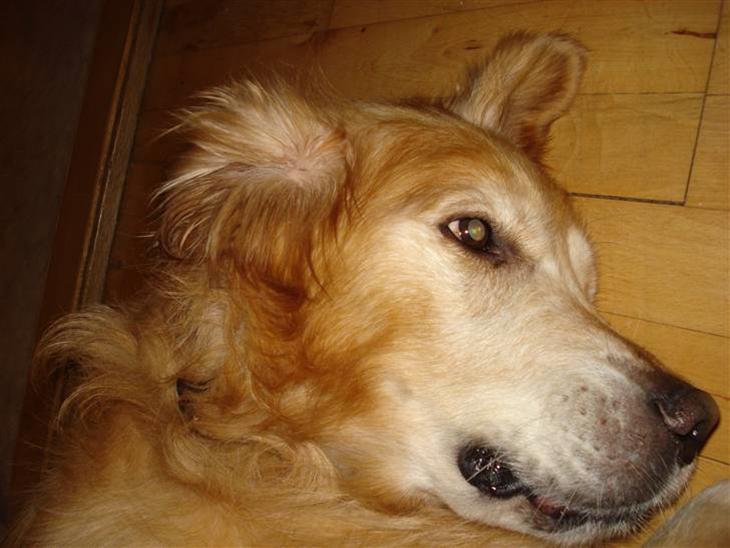 Golden retriever Viktor - Velkommen ! Giv gerne en kommentar :) billede 1