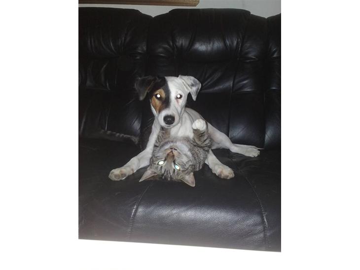 Jack russell terrier Morgan - Her har Morgan lige overfaldet Charlie.. og Charlie har egentlig ikke så meget imod det c´´,) billede 1