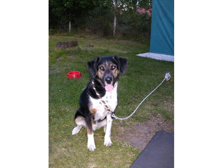 Blanding af racer bamse død 2009! billede 1