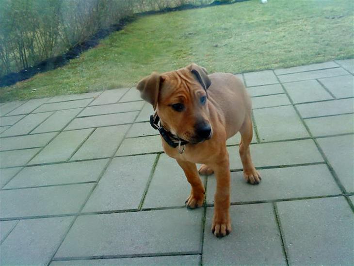 {{currentPhoto.altText}} billede {{currentPhoto.number}}