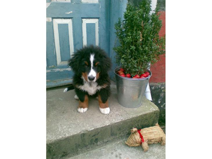 {{currentPhoto.altText}} billede {{currentPhoto.number}}