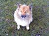 Islandsk fårehund Binnie