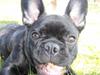 Fransk bulldog Tyson
