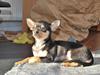 Chihuahua Johnson