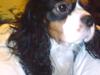 Cavalier king charles spaniel Zico *hos min far*