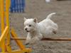 West highland white terrier Mickey