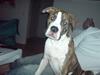Amerikansk bulldog King