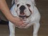 Engelsk bulldog Bellis