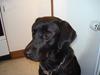 Labrador retriever Iviv (R.I.P.) [ Himmelhund]
