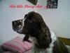 Engelsk springer spaniel darsy