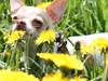 Chihuahua ELLA