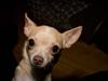 Chihuahua Alma