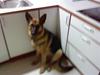 Schæferhund Ronja Røverdatter (SOLGT)