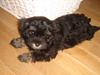 Bichon havanais soffi