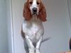 Basset hound Trunte [ Himmelhund]
