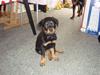Rottweiler Tiesto