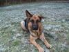 Schæferhund Hemax Aline, kaldet Eisa [ Himmelhund]