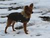Russisk toy terrier Boss [Tidl. hund]