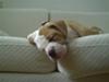 Amerikansk bulldog Cocoe