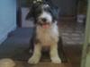 Blanding af racer Daisy