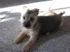 Cairn terrier Bailey