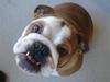 Engelsk bulldog Maggie