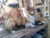 Shetland sheepdog *.Lassie.*