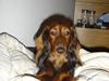 Gravhund Dina 