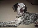 Blanding af racer Balou - Rip ????