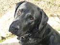 Labrador retriever Koda