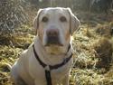 Labrador retriever Fie