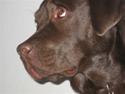 Labrador retriever Balou