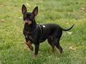Dvaergpinscher Beluga