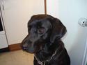 Labrador retriever Iviv (R.I.P.)