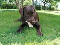 Labrador retriever Hilde