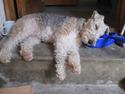 Ruhåret foxterrier tøsen